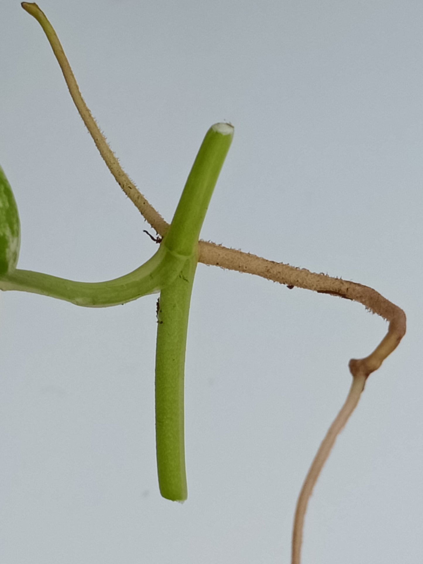 Jade Satin Variegated Unrooted Cutting #JS9 Alex Bauer