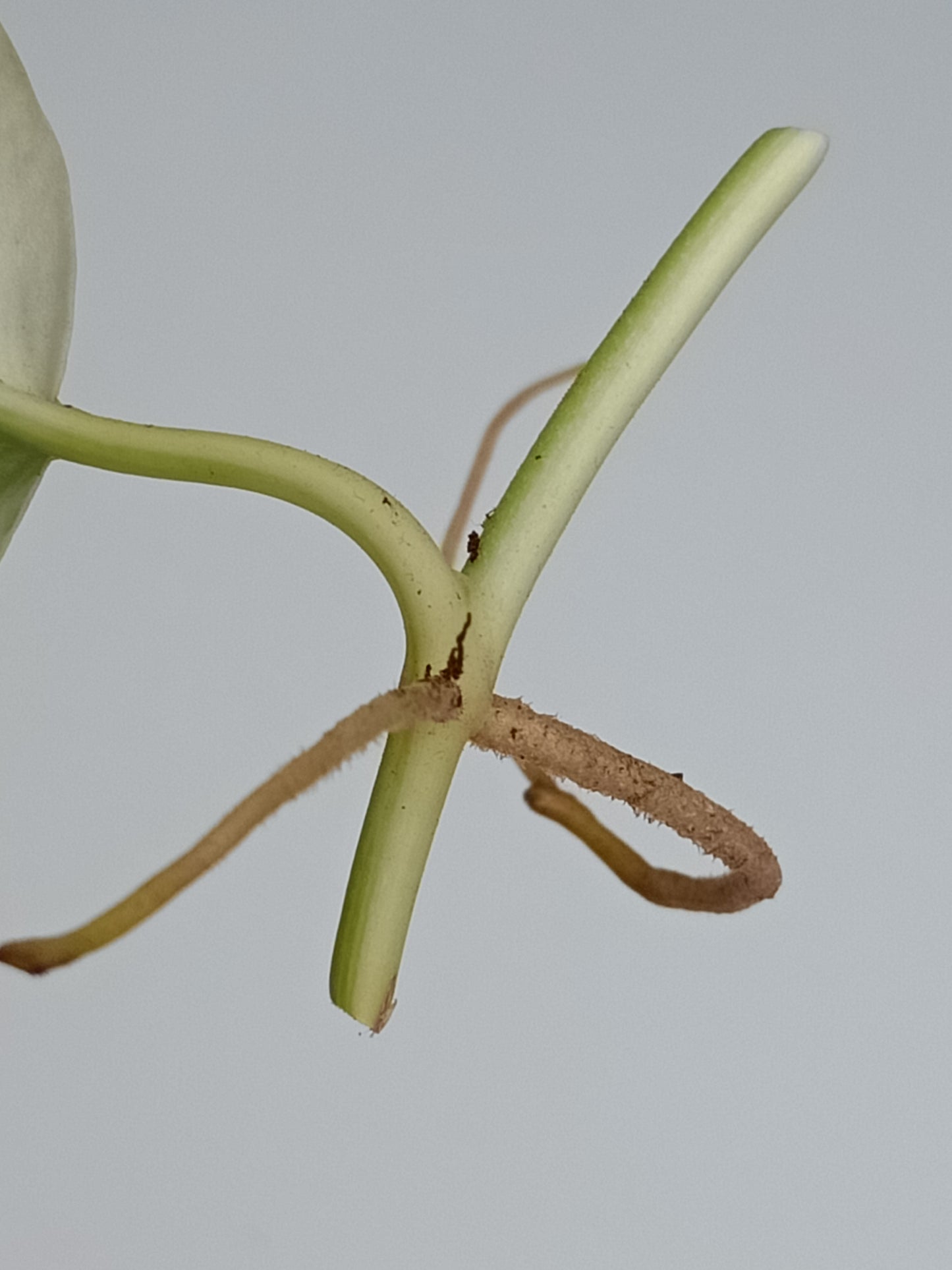 Jade Satin Variegated Unrooted Cutting #JS9 Alex Bauer