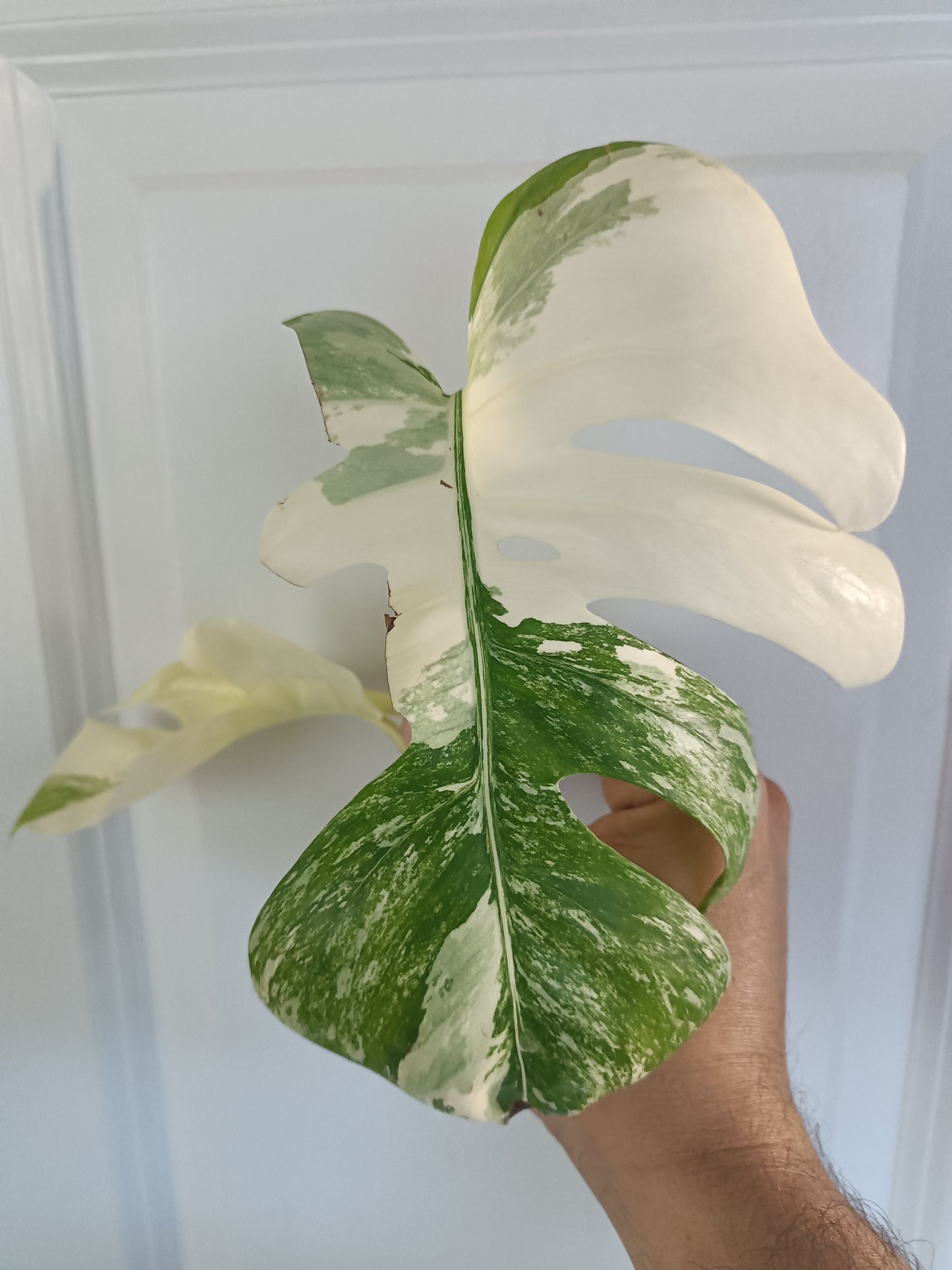 Monstera Albo Top Cut #002 Sarah Willis