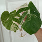 Monstera Albo Unrooted Cutting -TOP CUT #1