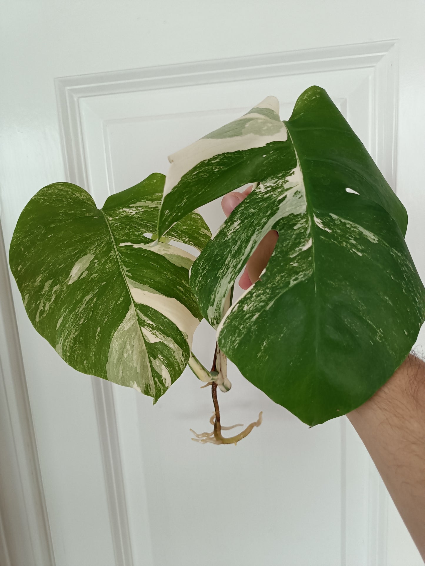 Monstera Albo Unrooted Cutting -TOP CUT #1