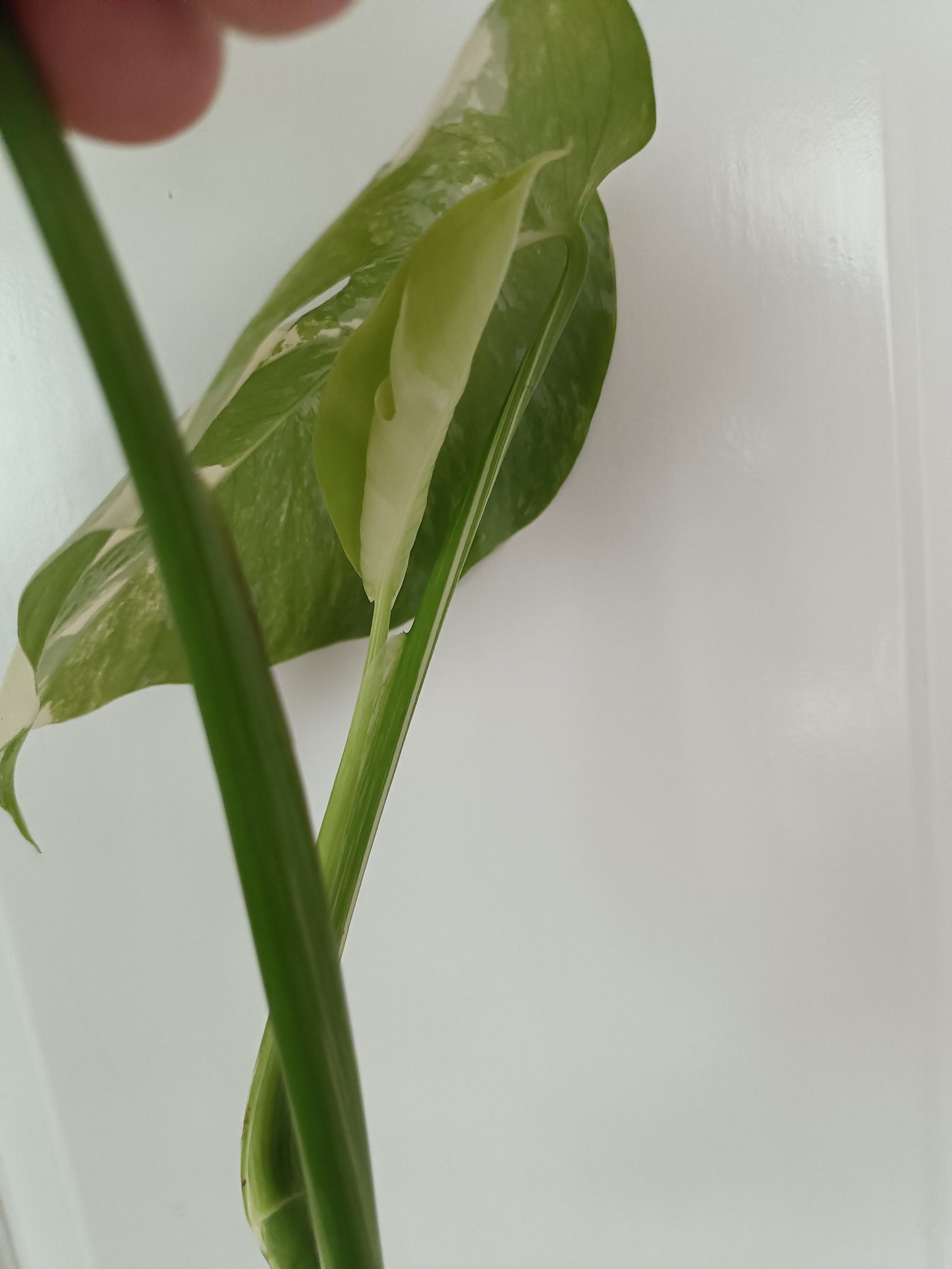 Monstera Albo Unrooted Cutting -TOP CUT #1