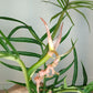 Tortum T6- Reserved Tara Willmann