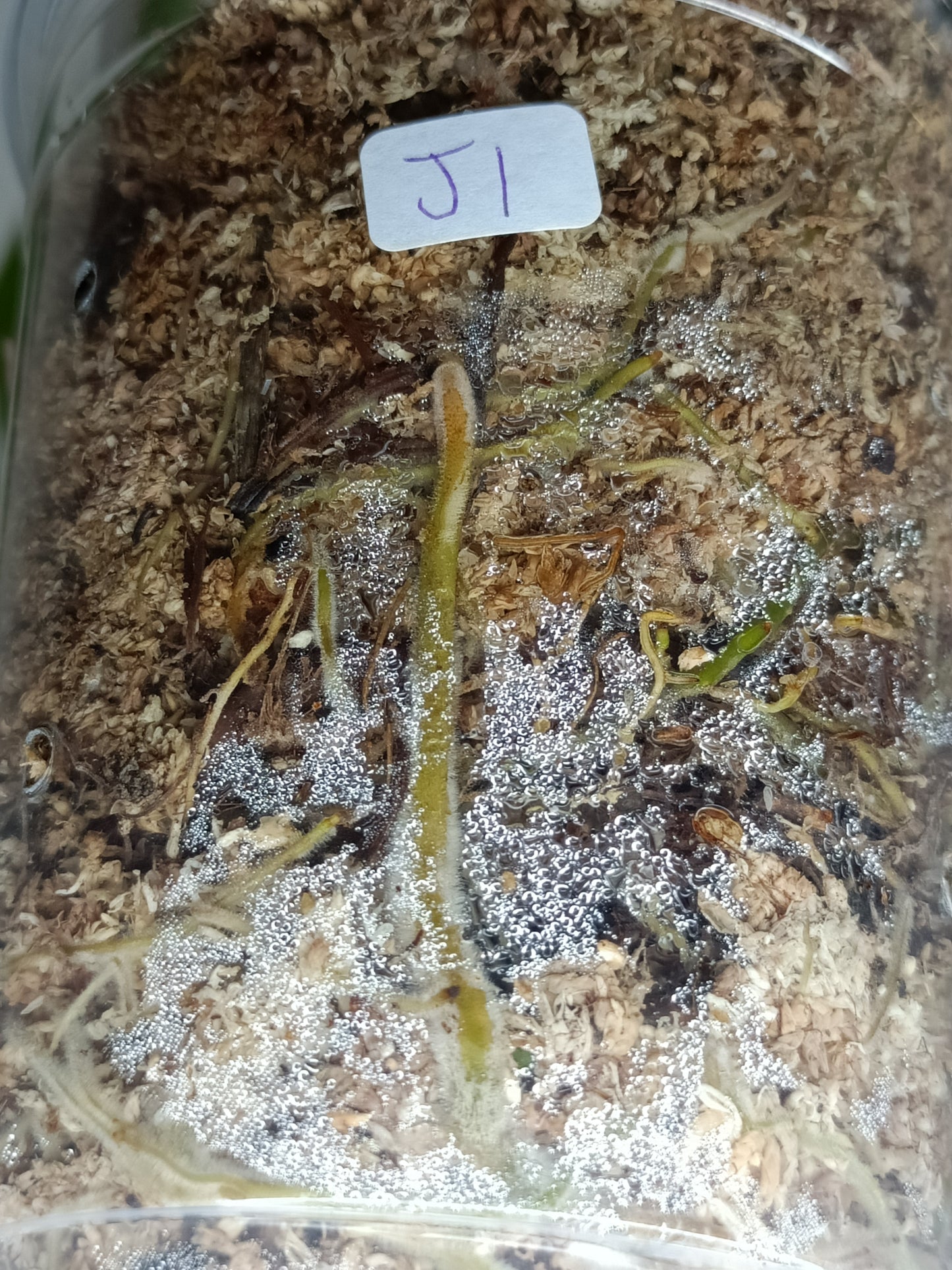 Green Joepii J1- Reserved Alicia Lawlor