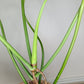 Green Joepii J5- Reserved Wendy Rogers