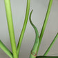 Green Joepii J6- Reserved Sheena Recar