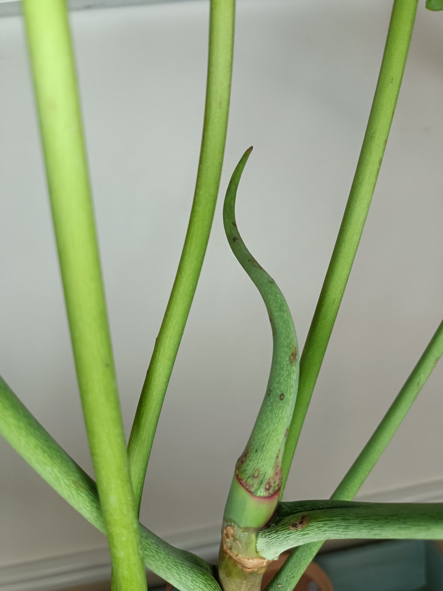 Green Joepii J6- Reserved Sheena Recar