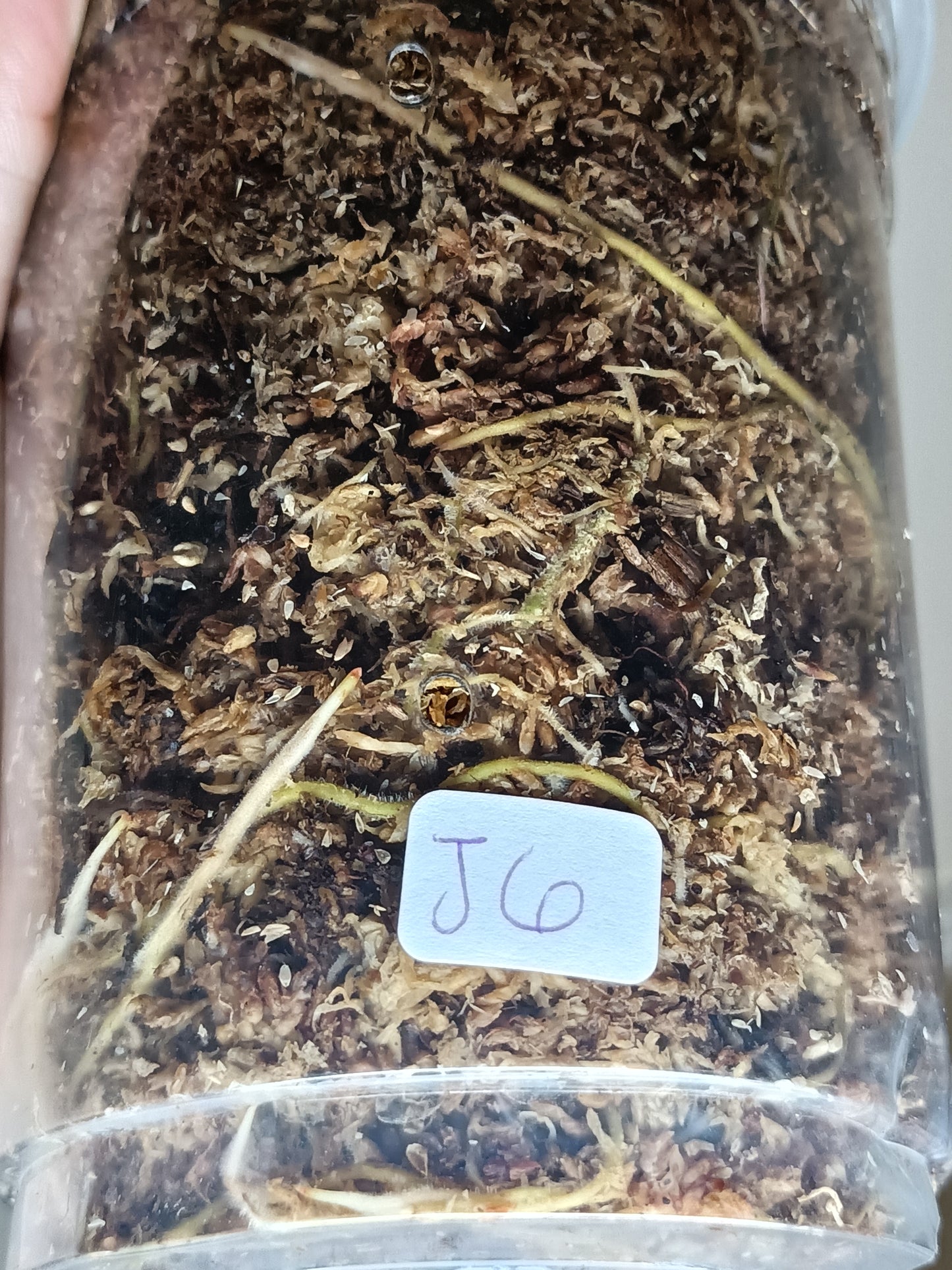 Green Joepii J6- Reserved Sheena Recar