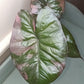 Alocasia Serendipity Pink