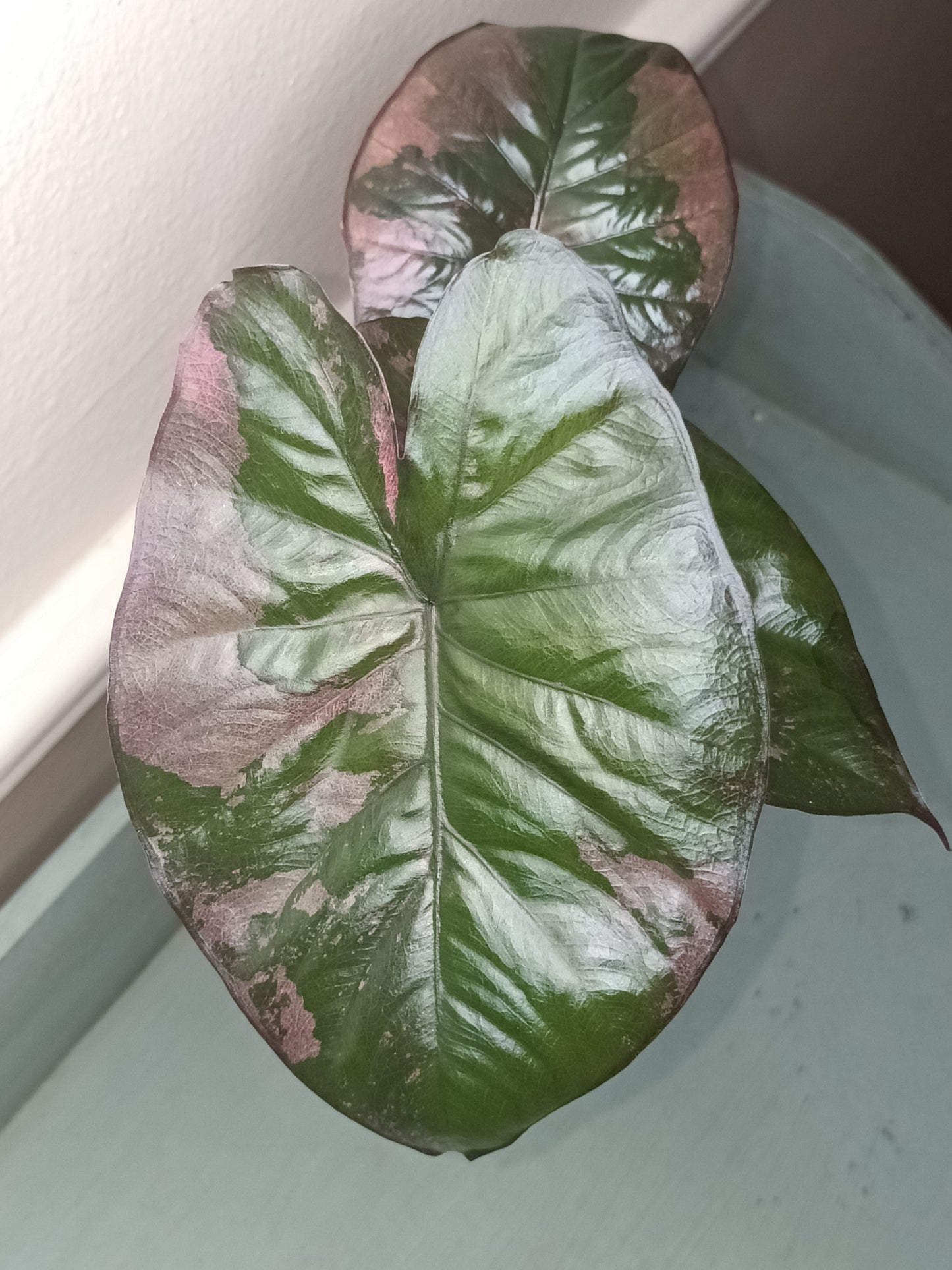 Alocasia Serendipity Pink