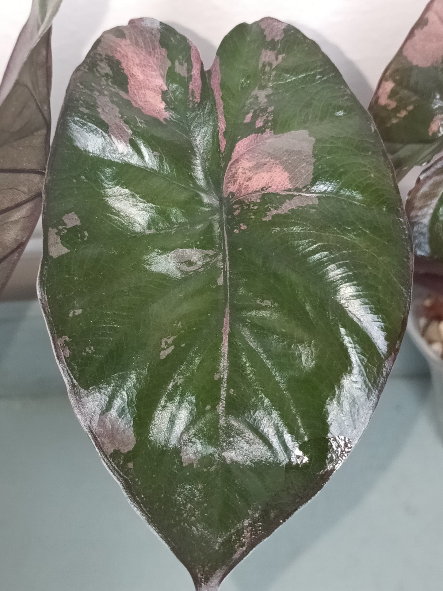 Alocasia Serendipity Pink