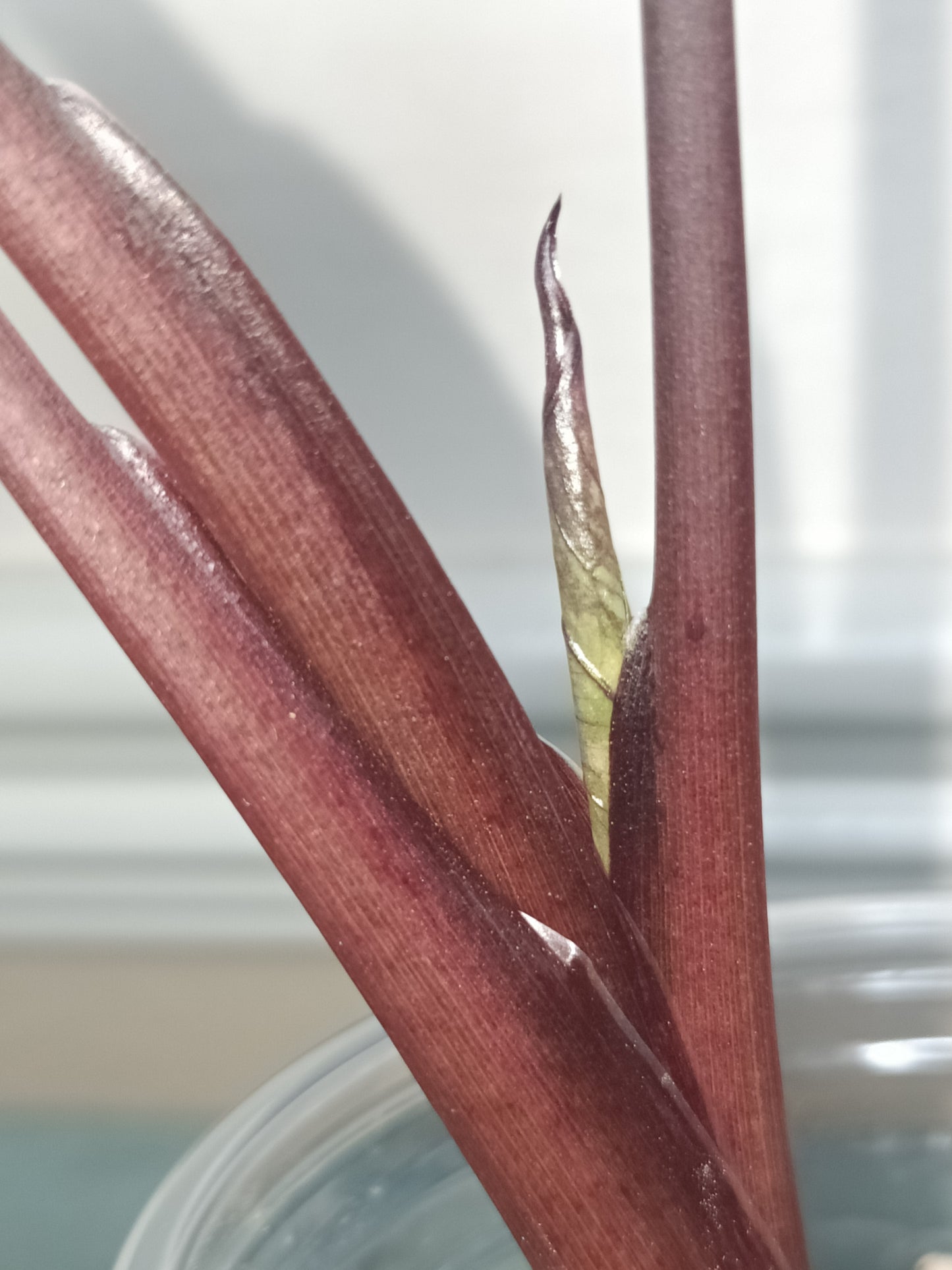 Alocasia Serendipity Pink