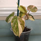 Philodendron Pink Mican