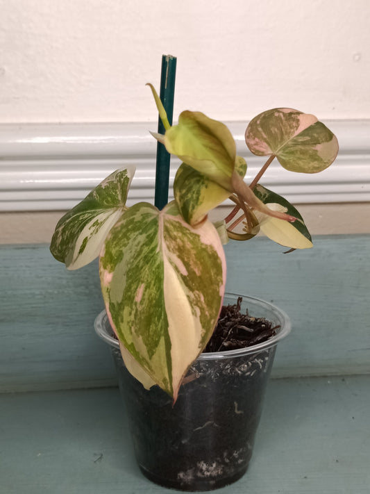 Philodendron Pink Mican