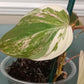 Philodendron Pink Mican