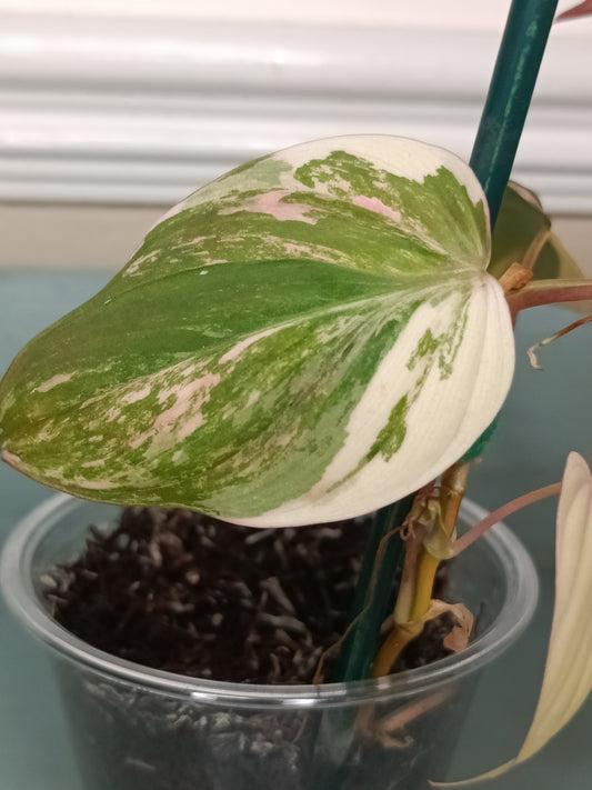 Philodendron Pink Mican