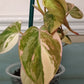 Philodendron Pink Mican