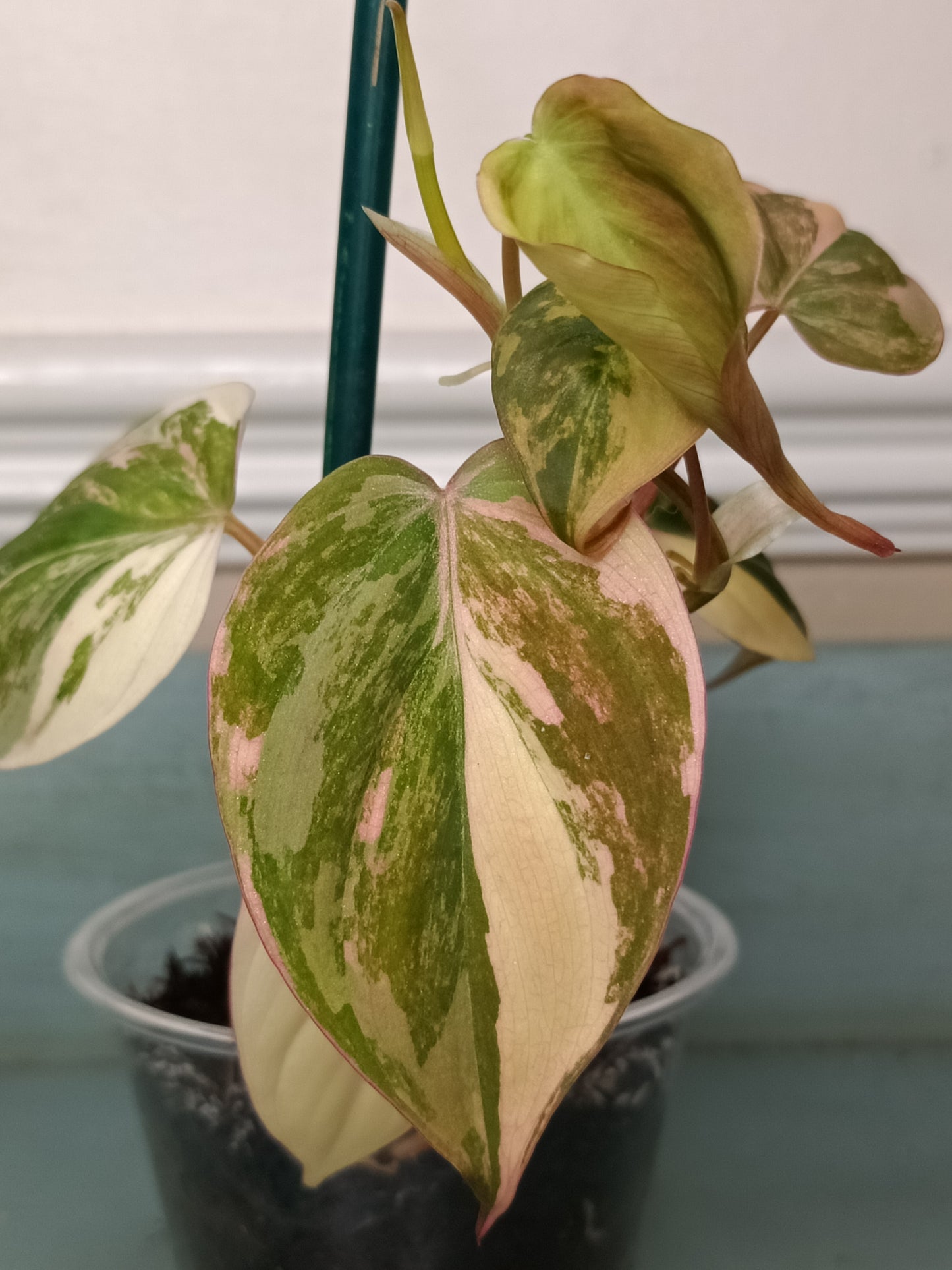 Philodendron Pink Mican