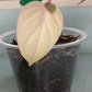 Philodendron Pink Mican