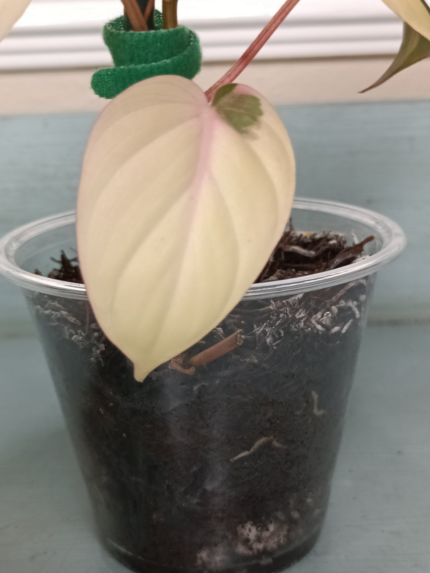 Philodendron Pink Mican