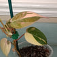 Philodendron Pink Mican