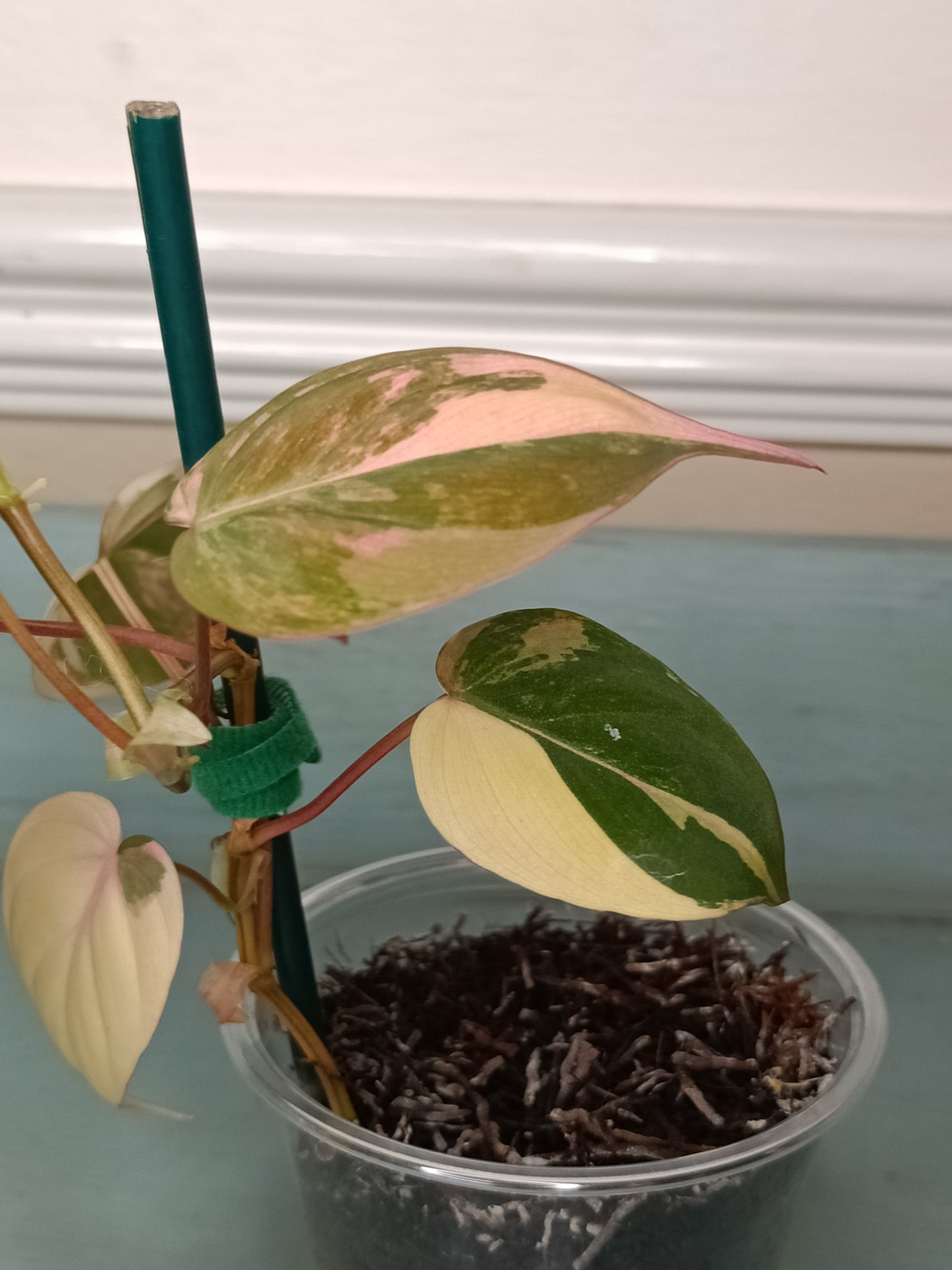 Philodendron Pink Mican