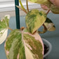 Philodendron Pink Mican