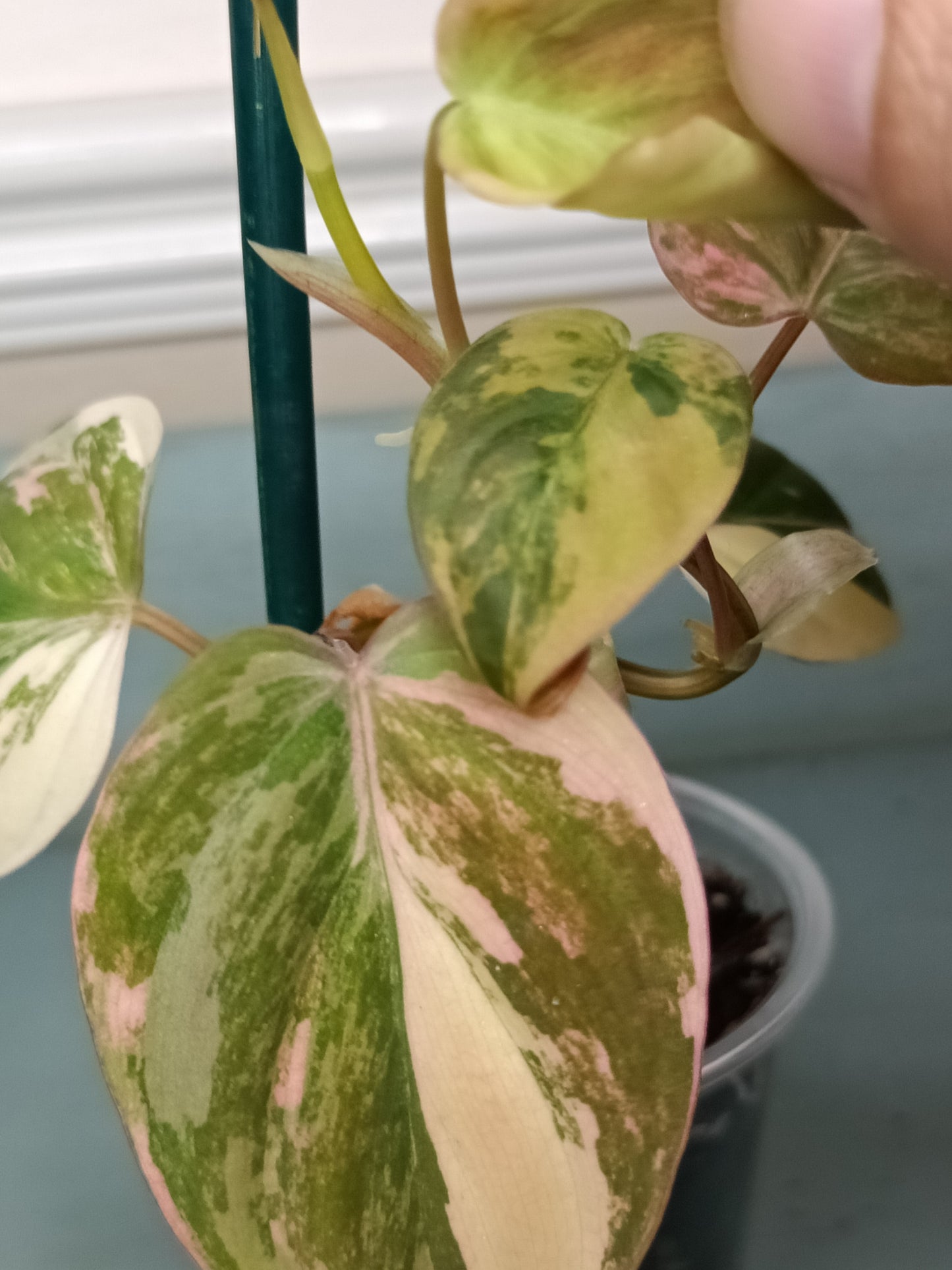 Philodendron Pink Mican