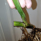 M. Albo rooted cutting