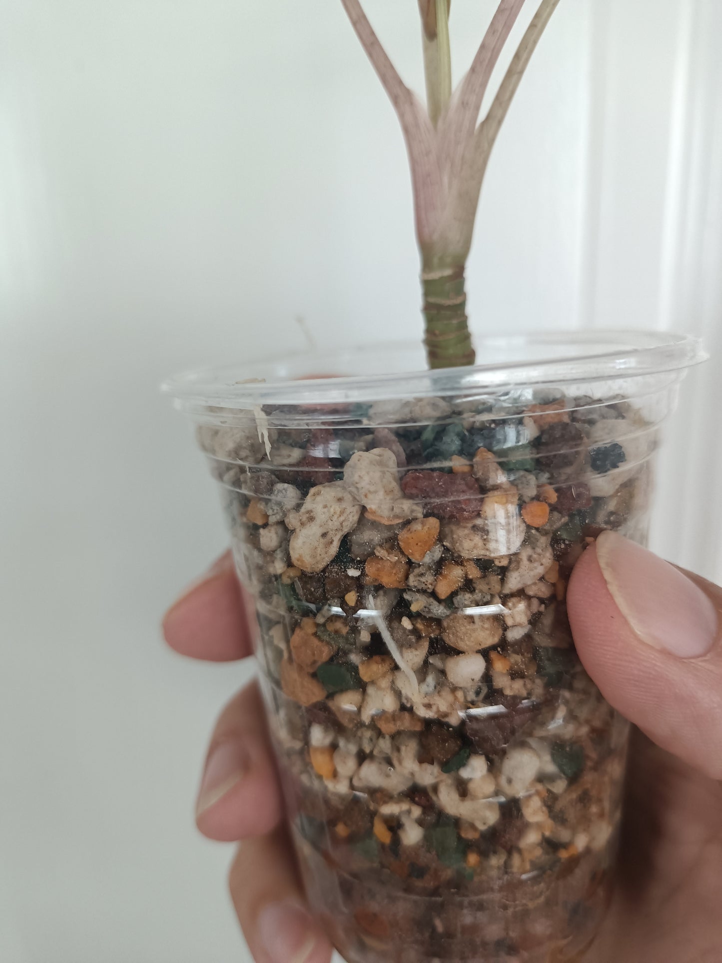 A. Pink Bambino Kate Rizk