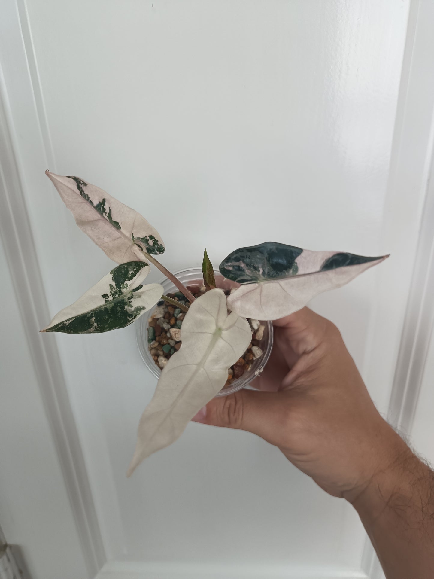 A. Pink Bambino Kate Rizk