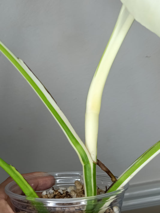 Monstera Albo MA2