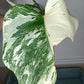 Monstera Albo MA3