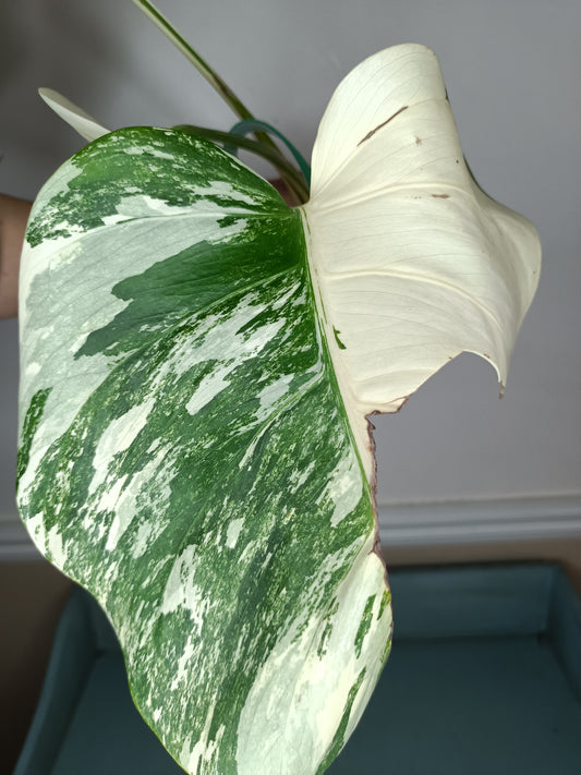 Monstera Albo MA3