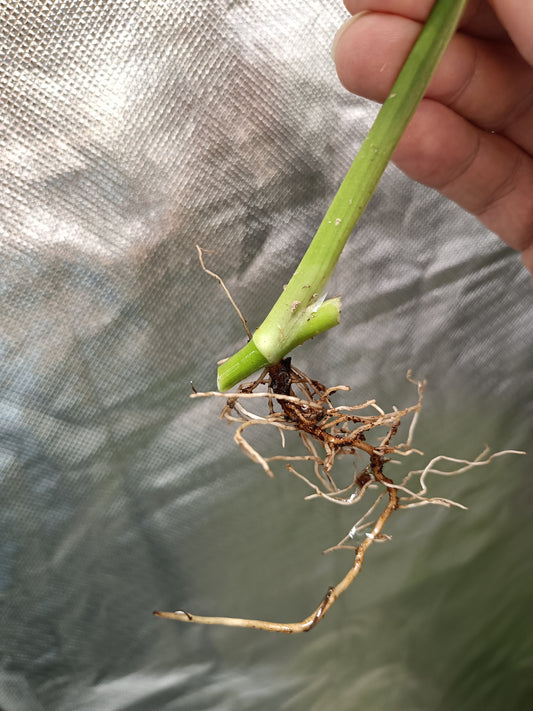 M. Adansonii Half Moon