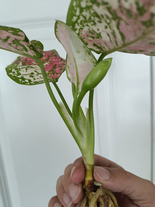 Aglaonema Anyamanee Tricolor #2