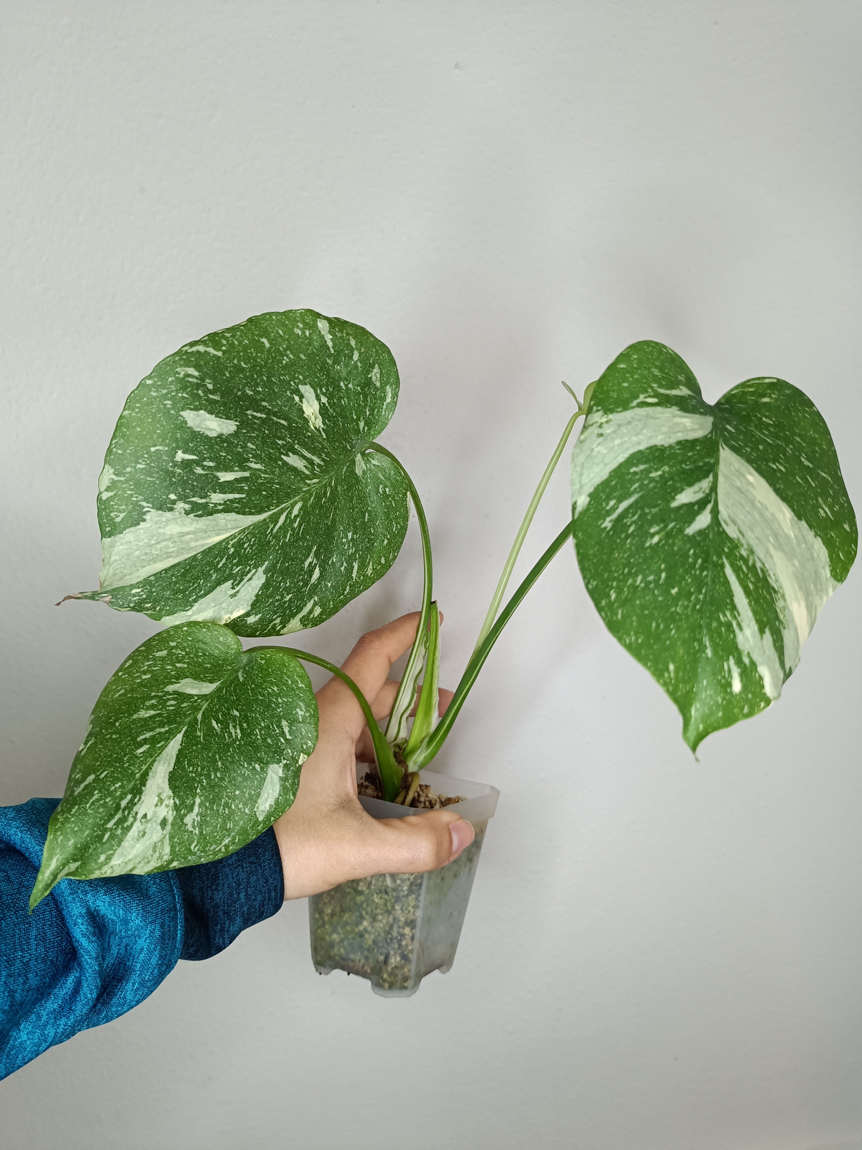 Monstera Thai Con - Reserved Traci Tomlinson – ROCK&ROOTS PLANTS