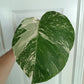 Monstera Albo Mid Cut MA5