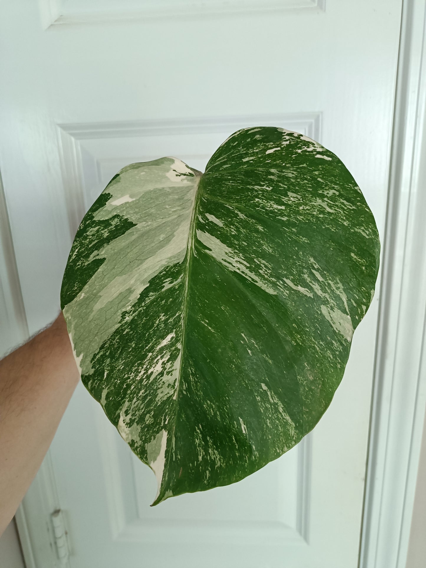 Monstera Albo Mid Cut MA5