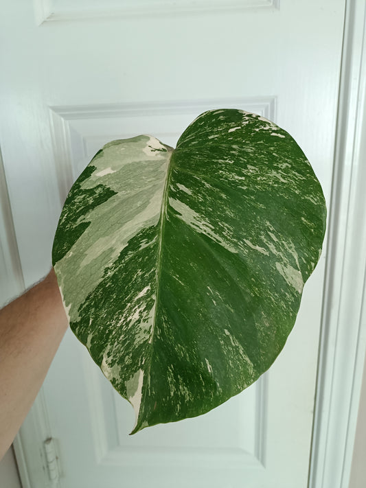 Monstera Albo Mid Cut MA5