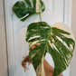 Beautiful Monstera Albo rooted top cut