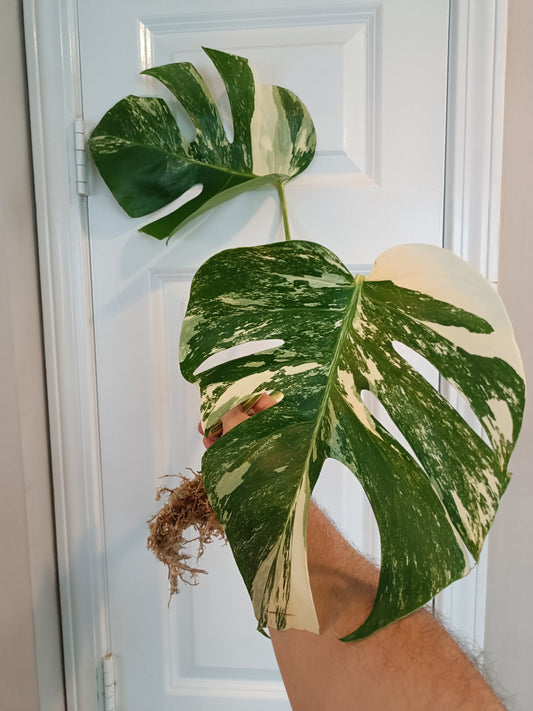 Beautiful Monstera Albo rooted top cut