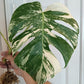 Beautiful Monstera Albo rooted top cut