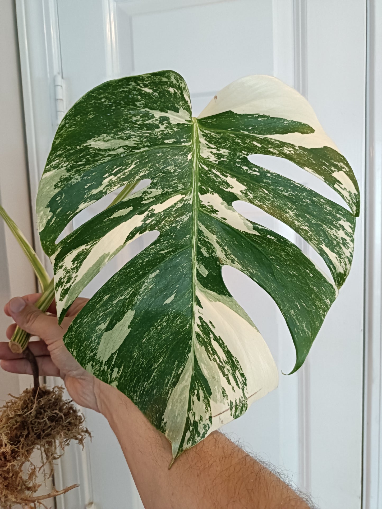 Beautiful Monstera Albo rooted top cut