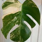 Beautiful Monstera Albo rooted top cut