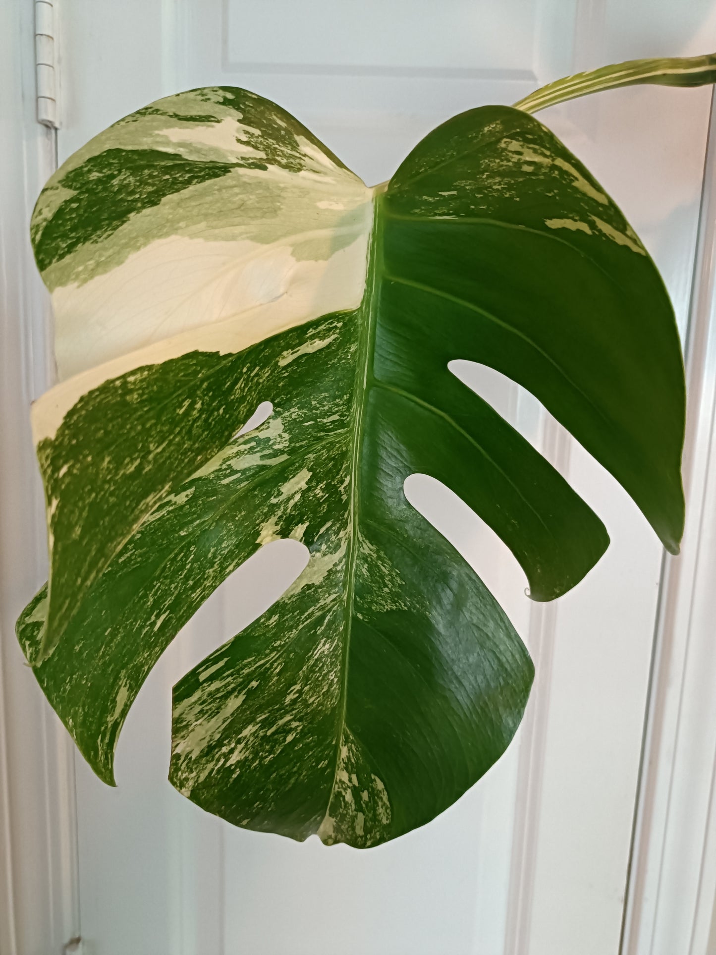 Beautiful Monstera Albo rooted top cut