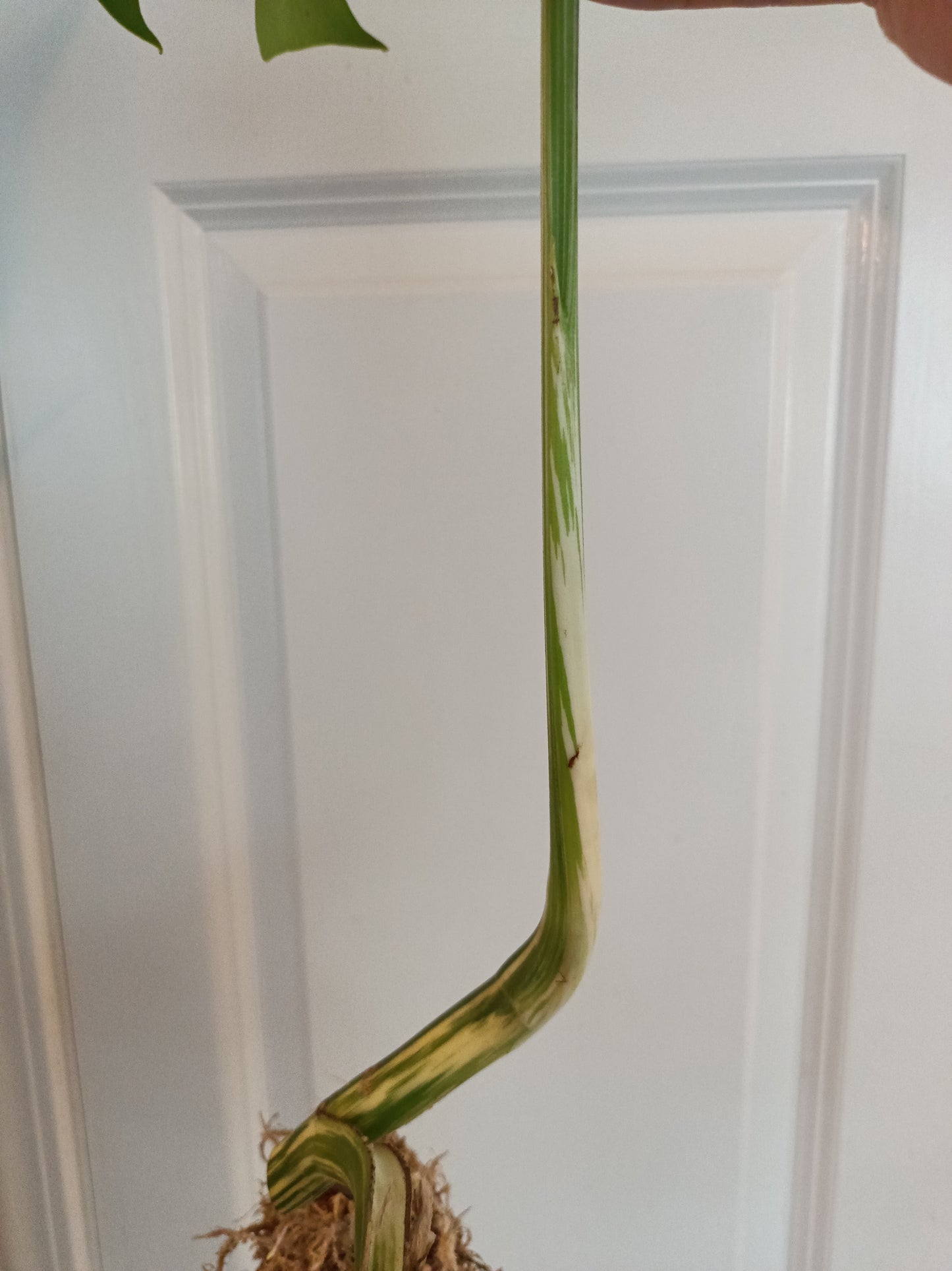 Beautiful Monstera Albo rooted top cut