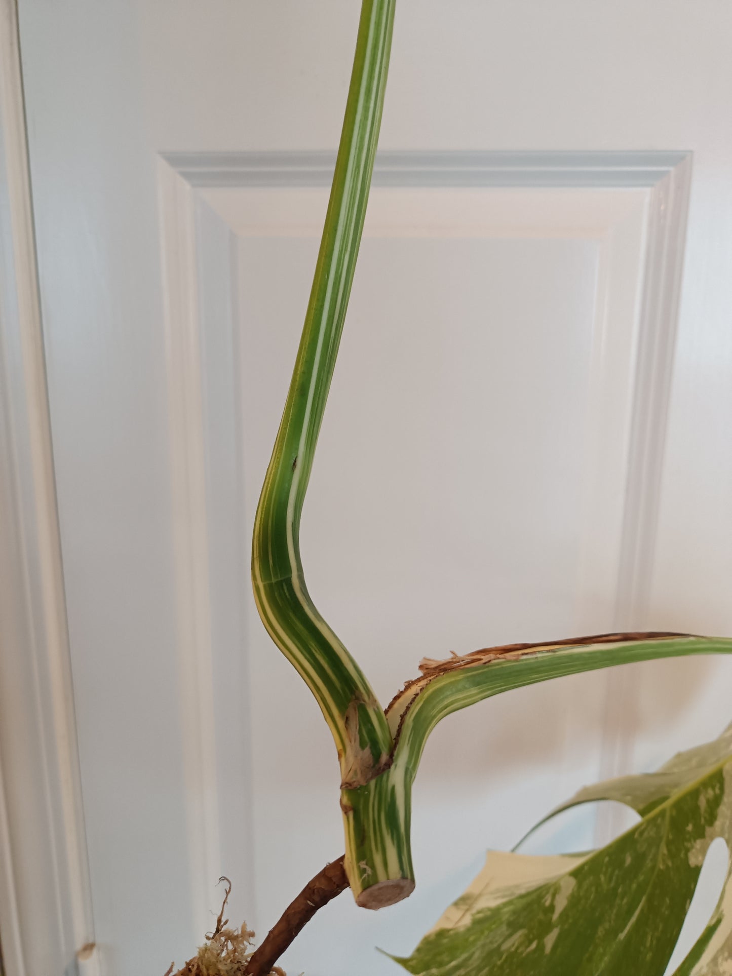 Beautiful Monstera Albo rooted top cut