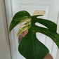 M. Aurea Mid RESERVED Cut Thao Tran McGowan