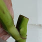 M. Aurea Mid RESERVED Cut Thao Tran McGowan